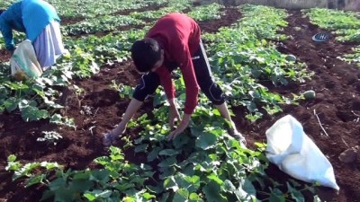 kazanci -  Şanlıurfa’da şelengo hasadı başladı  Videosu