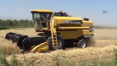 yagmurlu -  Doğunun Çukurova'sında buğday hasadı başladı  Videosu