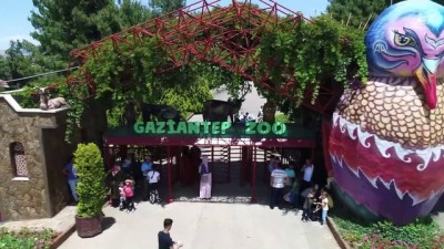 hayvanat bahcesi - Hayvanat bahçesi sakinleri 'buzlu kokteyl' ile serinliyor - GAZİANTEP  Videosu
