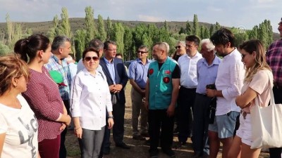 kirac - Türkiye'nin en büyük lavanta tarlasında hasat başladı - BURDUR  Videosu