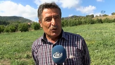 asad -  Hatay karpuzu, Adana karpuzuna rakip oldu  Videosu