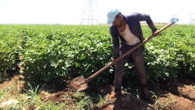 hava sicakligi -  Şanlıurfalı çiftçilerin sıcakla imtihanı  Videosu