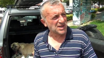 hayvancilik -  Boz ayının saldırısına uğrayan köpek Bursa'ya götürüldü  Videosu