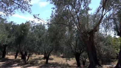 zeytin agaci - Edremit Körfezi'nde zeytin sineğiyle mücadele - BALIKESİR Videosu