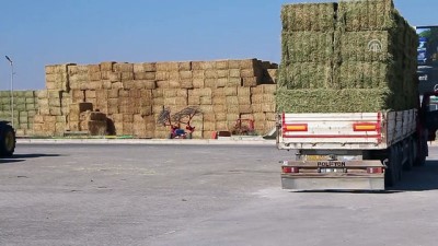 yaris - Yarış atlarının yemleri Aksaray'dan - AKSARAY  Videosu