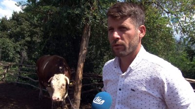 hayvancilik -  1.5 tonluk Babayiğit, 41 bin TL’ye alıcısını bekliyor  Videosu