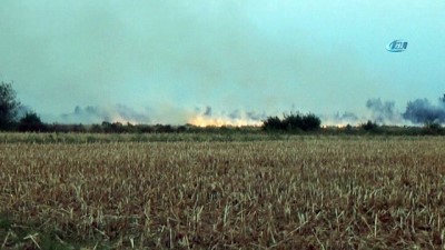 yangin yeri -  Anız yangını 400 dönüm tahılı yaktı  Videosu
