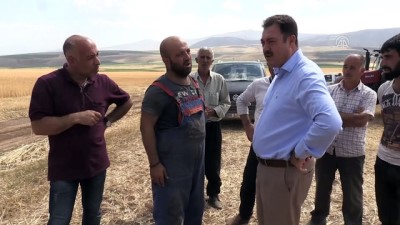 asad - Bitlis'te buğdayda yüksek rekolte beklentisi  Videosu