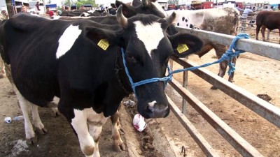 kurbanlik hayvan - Trakya'daki hayvan pazarlarında yoğunluk - EDİRNE  Videosu