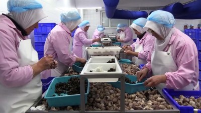 salyangoz - Fransa'ya 45 tır salyangoz ihracatı - BİLECİK  Videosu
