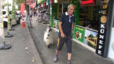 kisla -  Kurbanlık için aldığı keçiyle arkadaş oldu  Videosu