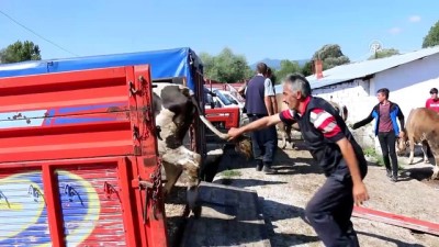 hayvan pazari - Mudurnu'da kurbanlıklar satışa çıktı - BOLU  Videosu