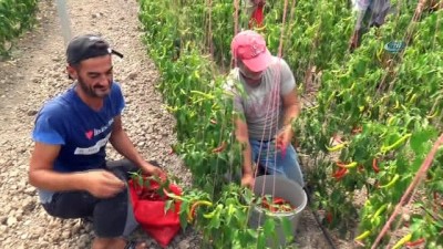 asad -  Mültecilerin hayal örtüsü ilk hasadını verdi  Videosu