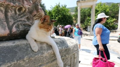 sevimli hayvanlar - Antik kent sahipsiz kedilere yuva oldu - İZMİR  Videosu