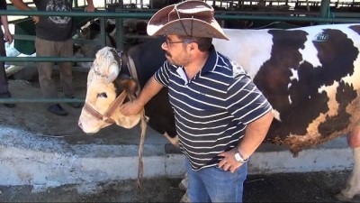 hayvan pazari -  Bir tonluk ‘Kral’ alıcısını bekliyor  Videosu