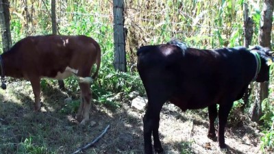 buyukbas hayvan - Köye inen kurtlar büyükbaş hayvanları telef etti - BARTIN Videosu