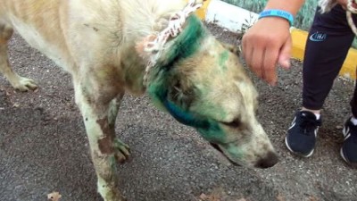 saglik ekibi -  Silahla vurulan köpek 11 gün sonra öldü Videosu
