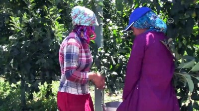 karnabahar - Tarımda 'ekmek kapısı' köy - BİLECİK  Videosu