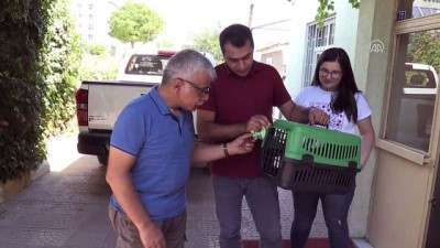 dogal yasam alani - Uçamayan yavru kerkenez koruma altına alındı - IĞDIR Videosu