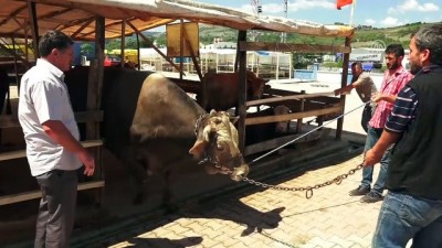 buyukbas hayvan - 1 ton 100 kiloluk 'Paşa' 18 bin liraya satıldı - SAMSUN  Videosu