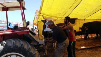 kurban pazari - Bir tonluk 'Şampiyon' alıcısını bekliyor - ÇANKIRI Videosu