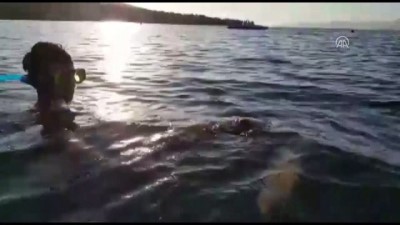 kisla - Deniz kaplumbağası kurtarma operasyonu - MUĞLA Videosu