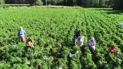 begendik - 'En tatlı acı' için mesai başladı - EDİRNE  Videosu