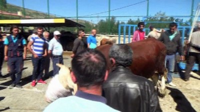 buyukbas hayvan -  Hayvan pazarında Kurban Bayramı hareketliliği  Videosu