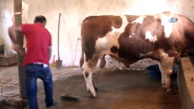 kurbanlik hayvan -  1 ton 100 kilogram ağırlığındaki ‘Beşo’ alıcısını bekliyor  Videosu