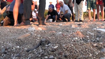 deniz kaplumbagalari - Carettalar carettalar denizle buluştu - ANTALYA  Videosu