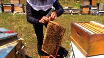 kooperatif -  Hava şartları Anzer Balı'nı vurdu... Anzer Yaylası havadan böyle görüntülendi  Videosu