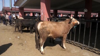 buyukbas hayvan - Hayvan pazarlarının 'tosunları' alıcılarını bekliyor - AĞRI  Videosu