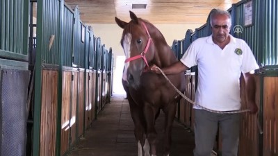 bag kur - Milyonluk atların fedakar bakıcısı 'Oktay çavuş' - MALATYA  Videosu