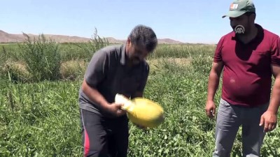 Yozgat'ta kavun karpuz hasadı başladı