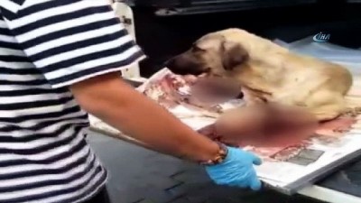 tren kazasi -  Ağır yaralanan köpek tedavi altına alındı  Videosu
