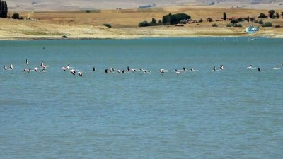  Flamingolar beslenmek için Yozgat'taki Gelingüllü Barajı'nı seçiyor 