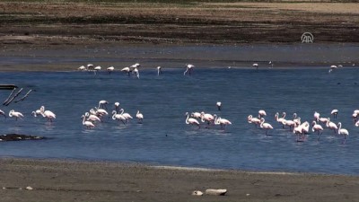 Gelingüllü Baraj Gölü'nde kuş sayısı artıyor - YOZGAT 