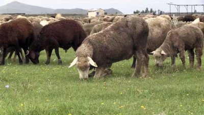 buyukbas hayvan - 'İle de France' koyunu Kars'ı sevdi  Videosu