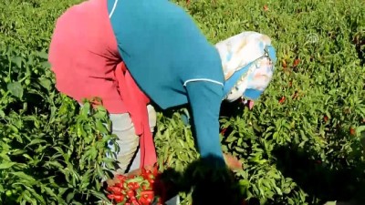 ingiltere - 'İslahiye biberi'nde hasat başladı - GAZİANTEP  Videosu