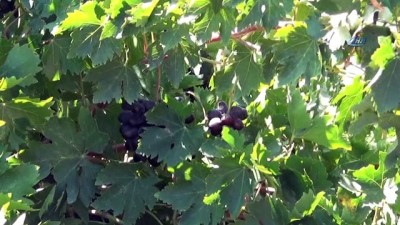 yaris -  Kilis Karası üzümler kurutulmaya başlandı  Videosu