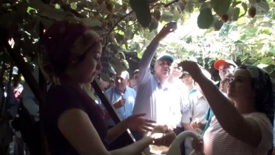 asad - Mersin'de kivi hasadına başlandı  Videosu