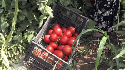 baskent - 'Süper domates'e yoğun ilgi - IĞDIR  Videosu