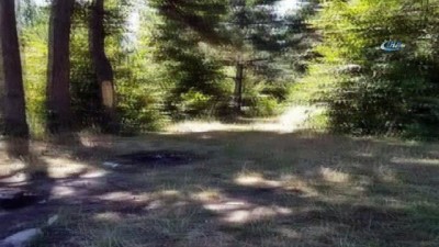 ormanli -  Ağaçları çıra için katlettiler  Videosu