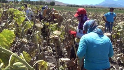 igde -  Elbistan’da ayçiçeği hasadı başladı Videosu