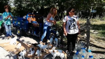 elektrikli bisiklet -  Hayvanların Nino'su...Ormanlık alanda 70 kedi, 18 köpekle birlikte yaşıyor  Videosu