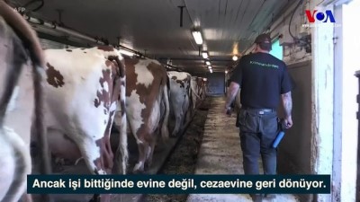 elektronik kelepce - İsveç tutukluları topluma yeniden kazandırmaktan yana  Videosu