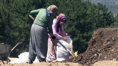 gida sektoru - 'Mucize bitki'nin tohumları toprakla buluşuyor - KARABÜK  Videosu