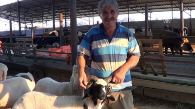 5 boynuzlu koç ilgi çekiyor