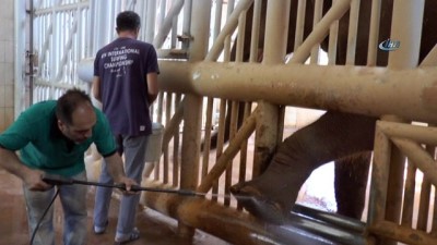 hayvanat bahcesi -  5 tonluk fillerin bayram temizliği  Videosu