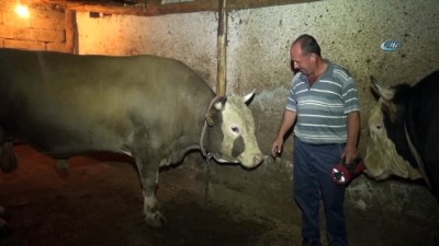  Çorum'da 2.2 tonluk kurbanlık görücüye çıktı... Pehlivan'ı satın alana koç hediye edilecek 